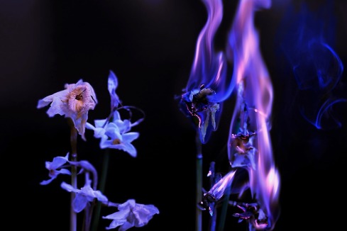 flower fire